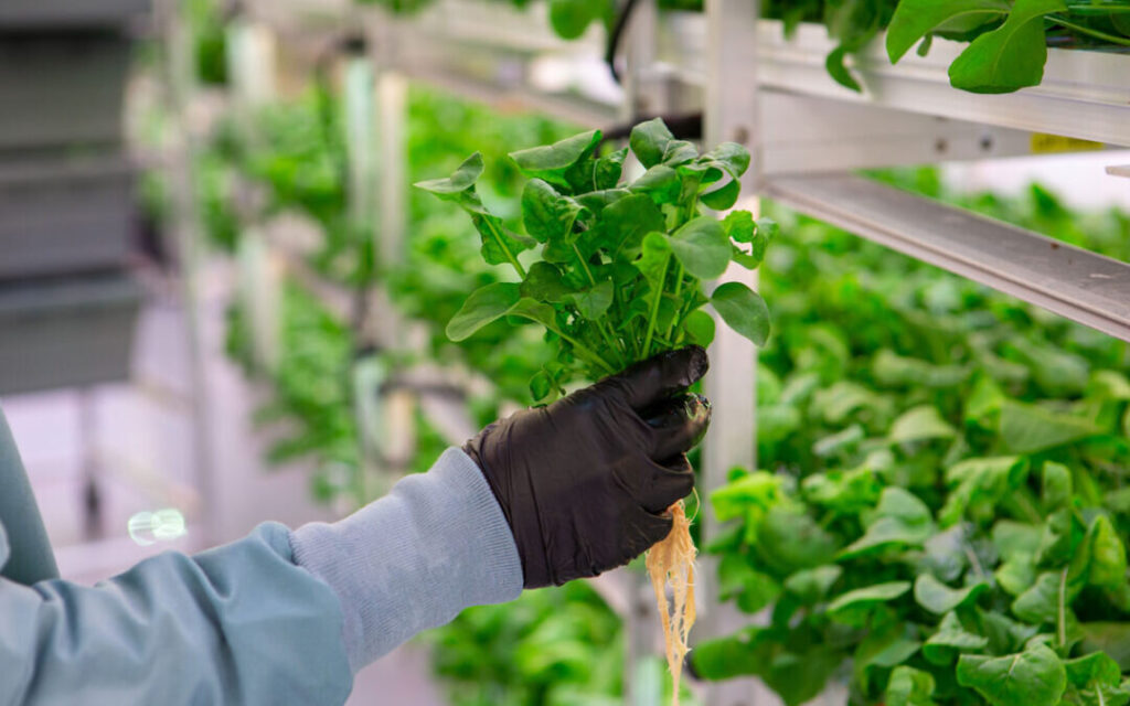 A modern hydroponic farming setup with vertical towers and LED grow lights nurturing leafy greens in a clean indoor environment.